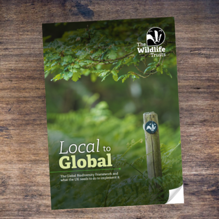 Local to Global: the Global Biodiversity Framework and what the UK needs to do to implement it