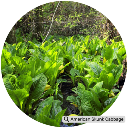 Huge leathery leaves between 40cm – 1.5m, and bright yellow 'flowers'