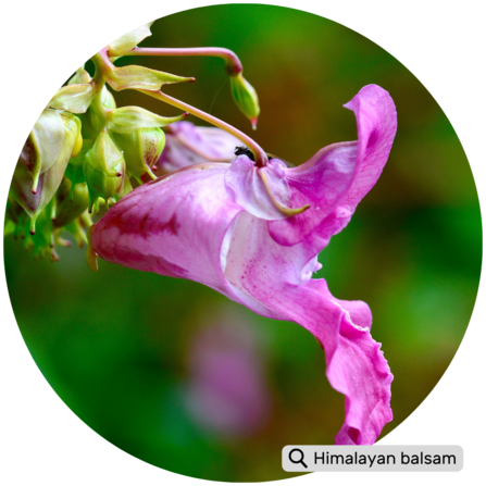 Reddish translucent stems, dark green lance-shaped leaves with jagged edges, and bright pink to purple flowers