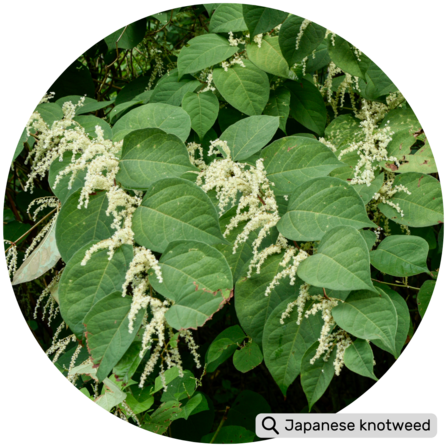 has bamboo-like stems with purple speckles, large, heart-shaped green leaves, white flowers in late summer