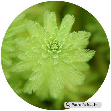 distinctive blue-green, feathery leaves arranged in whorls along the stem. It typically grows in water or very moist conditions.