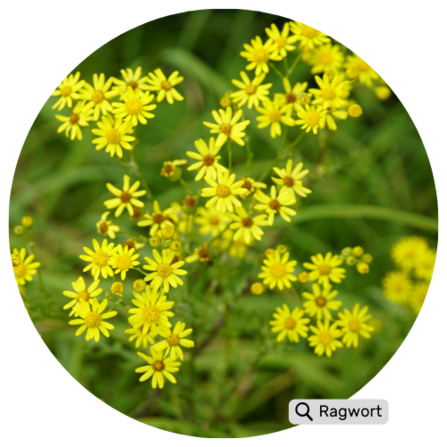 This plant has tall stems, daisy-like yellow flowers, and deeply lobed leaves.