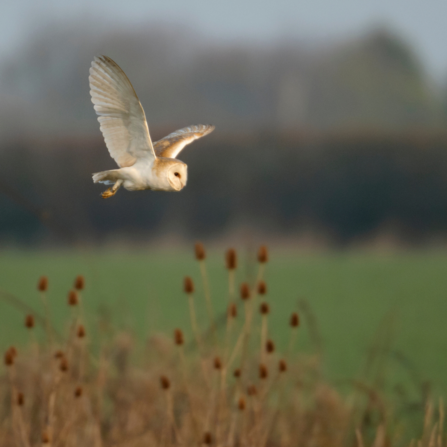 Barn owl over farm