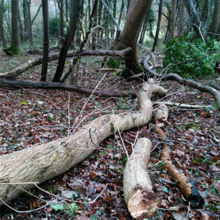 Photo of fallen ash tree affected by ash dieback