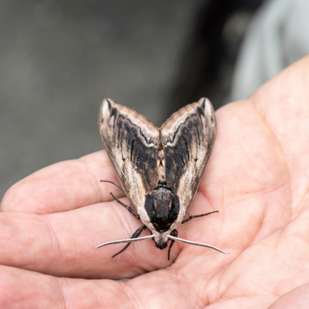 Privet hawk-moth on hand in Dorset