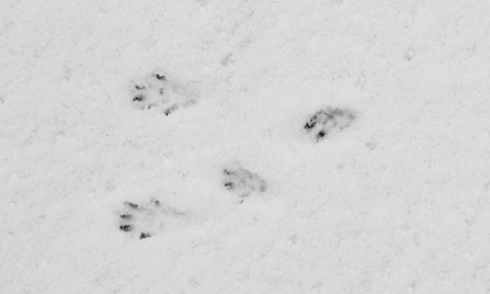 Weasel footprints