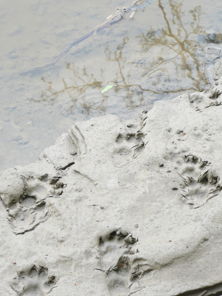 Otter Footprints are webbed and large