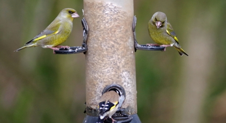 Birds on bird feeder