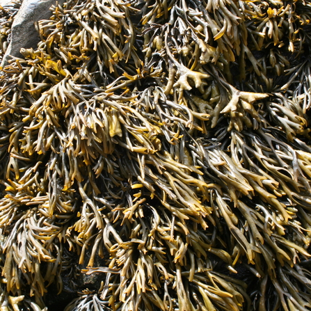 Channelled wrack - Pelvetia canaliculata