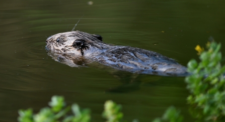 Beaver