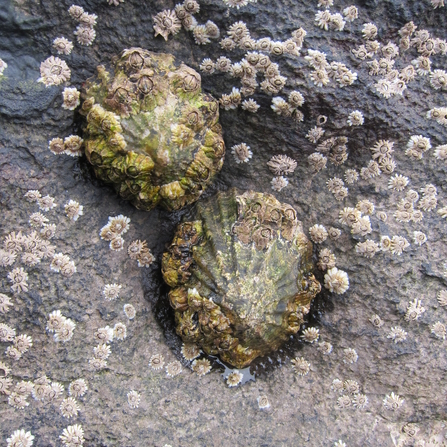 Common Limpet – Patella spp. 