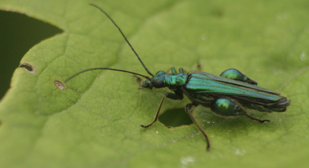 Thick-legged flower beetle