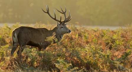 Red deer