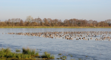 catcott nature reserve