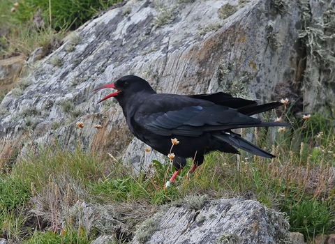 Chough