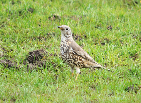 Mistle thrush