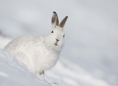 Mountain hare