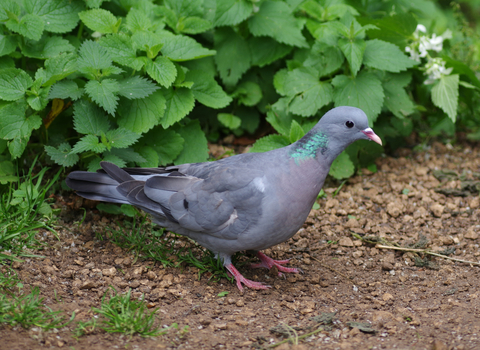 Stock dove