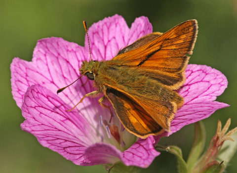 Large Skipper