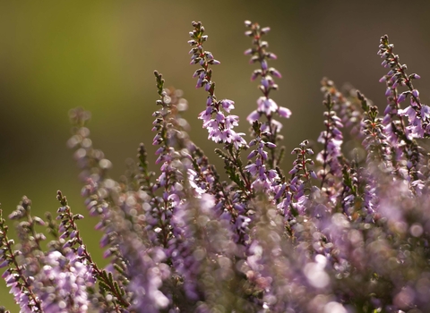 Heather (Calluna vulgaris)