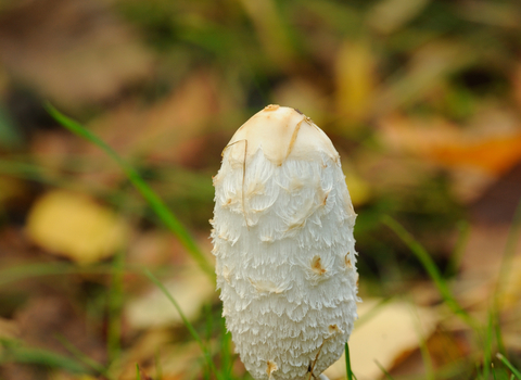 Shaggy Inkcap