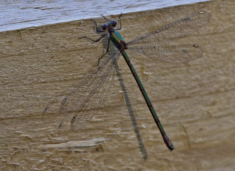 Willow Emerald Damselfly