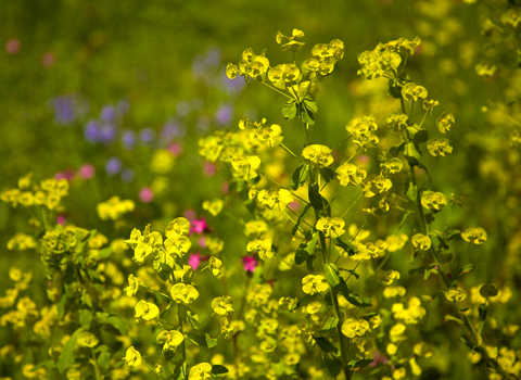 Wood Spurge