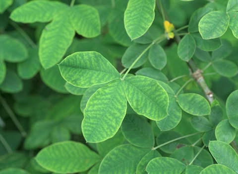 Common Laburnum