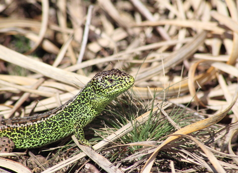 Sand lizard