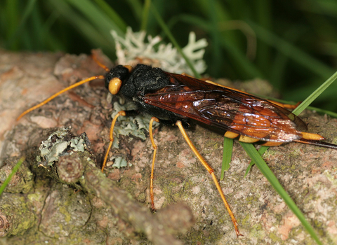 Giant horntail