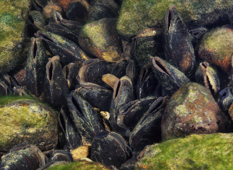 Freshwater pearl mussel