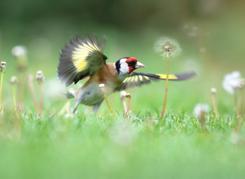 goldfinch