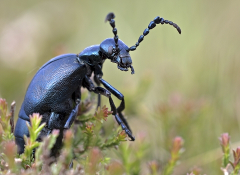 Oil Beetle