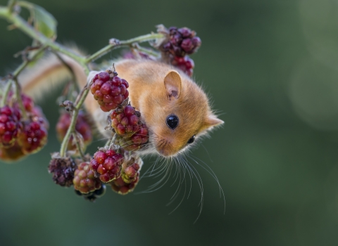 Dormouse on blackberries