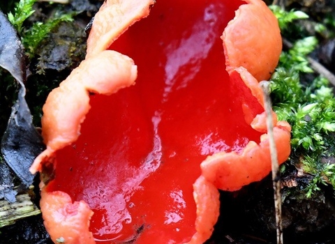 Scarlet elf cup