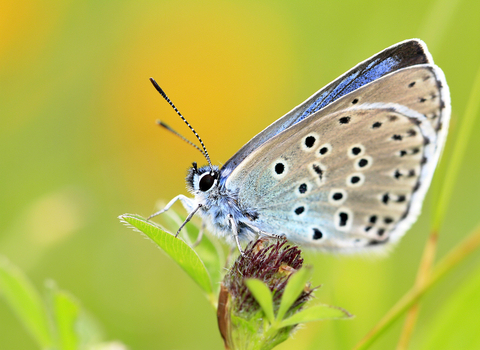 Large Blue butterfly