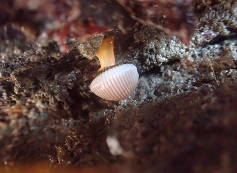 arctic cowrie