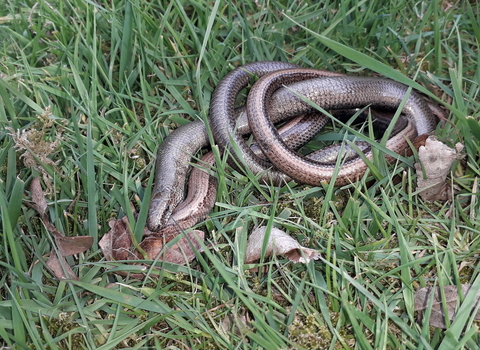 Slow worm pair mating