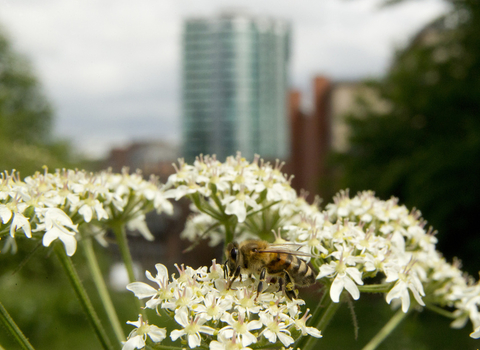 Image of bee in city centre
