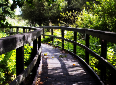 Wooden boardwalk at Avalon Marshes