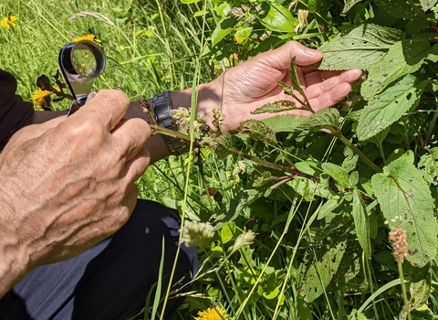 Person using hand lens to ID leafy plant
