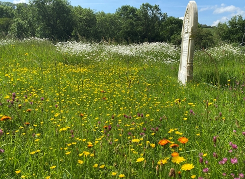 Wildflower meadow surrounding gravestone