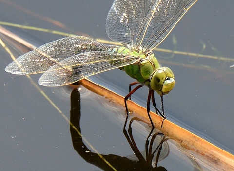 Emperor dragonfly female