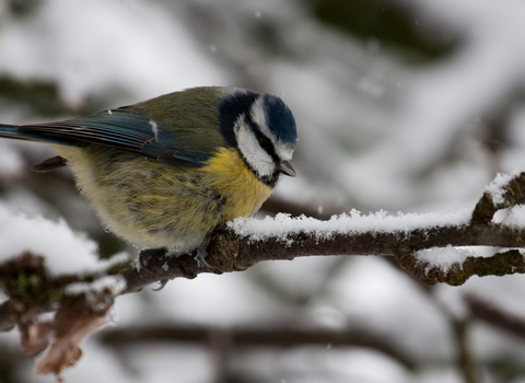 Blue tit on a snowy branch