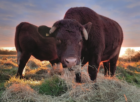 Cattle at Ebbor Gorge