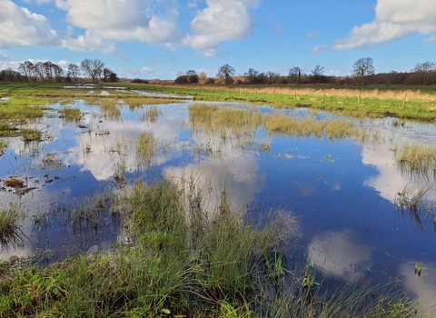 Blue sky and cloud reflection over a restored peatland area 