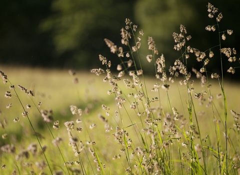 Hay meadow