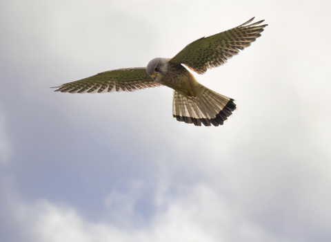 A kestrel hovering against a cloudy sky