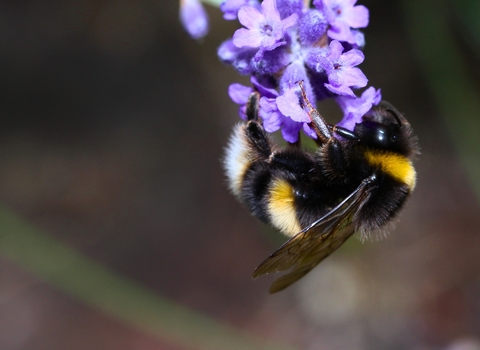 Image of a bumblebee on purple flower