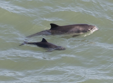 Harbour porpoise and calf 
